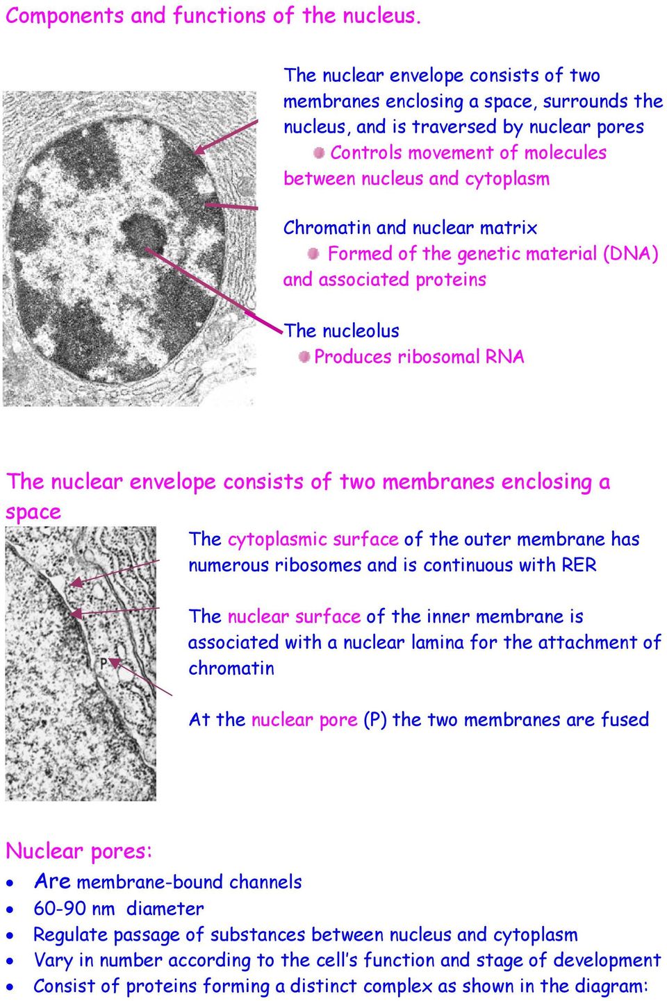 nuclear matrix Formed of the genetic material (DNA) and associated proteins The nucleolus Produces ribosomal RNA The nuclear envelope consists of two membranes enclosing a space The cytoplasmic