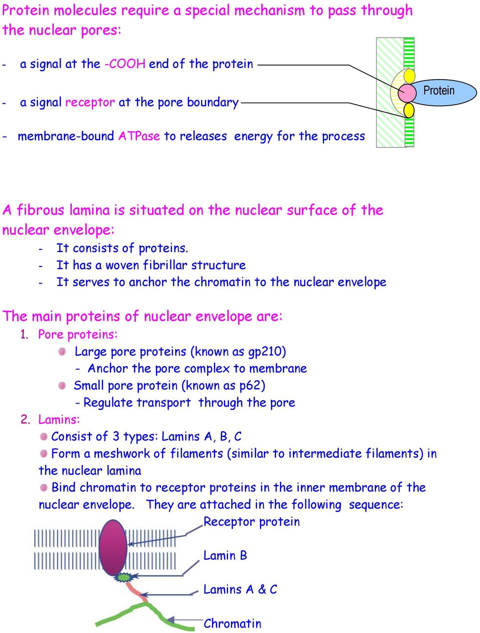 - It has a woven fibrillar structure - It serves to anchor the chromatin to the nuclear envelope The main proteins of nuclear envelope are: 1.