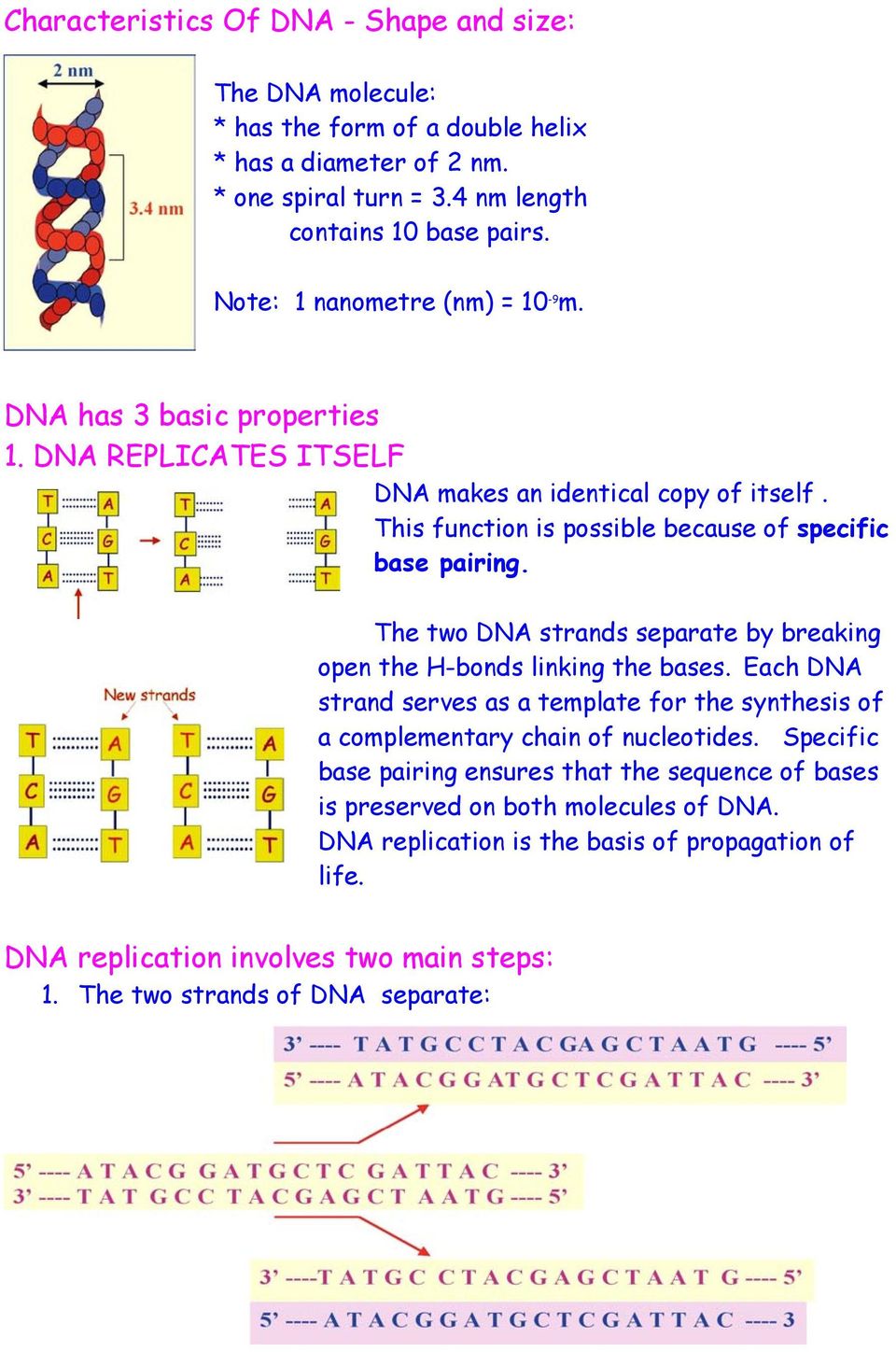 The two DNA strands separate by breaking open the H-bonds linking the bases. Each DNA strand serves as a template for the synthesis of a complementary chain of nucleotides.