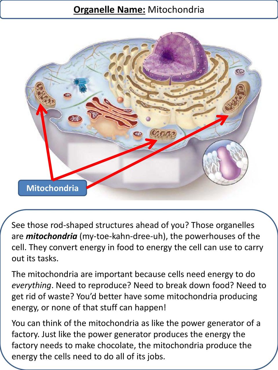 Need to break down food? Need to get rid of waste? You d better have some mitochondria producing energy, or none of that stuff can happen!