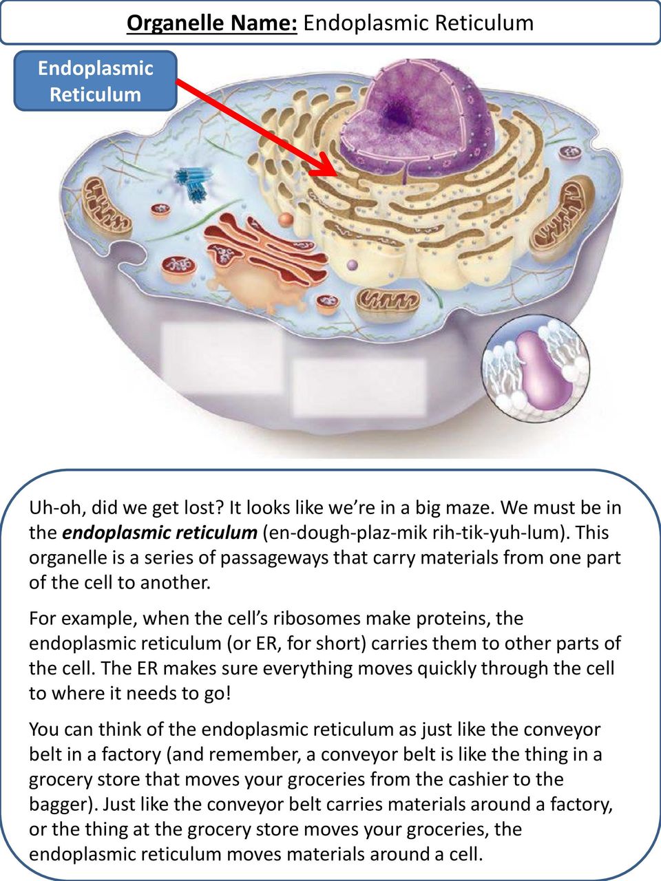 For example, when the cell s ribosomes make proteins, the endoplasmic reticulum (or ER, for short) carries them to other parts of the cell.