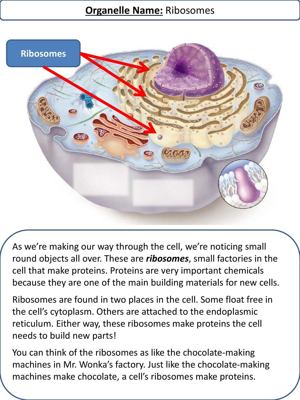 Ribosomes are found in two places in the cell. Some float free in the cell s cytoplasm. Others are attached to the endoplasmic reticulum.