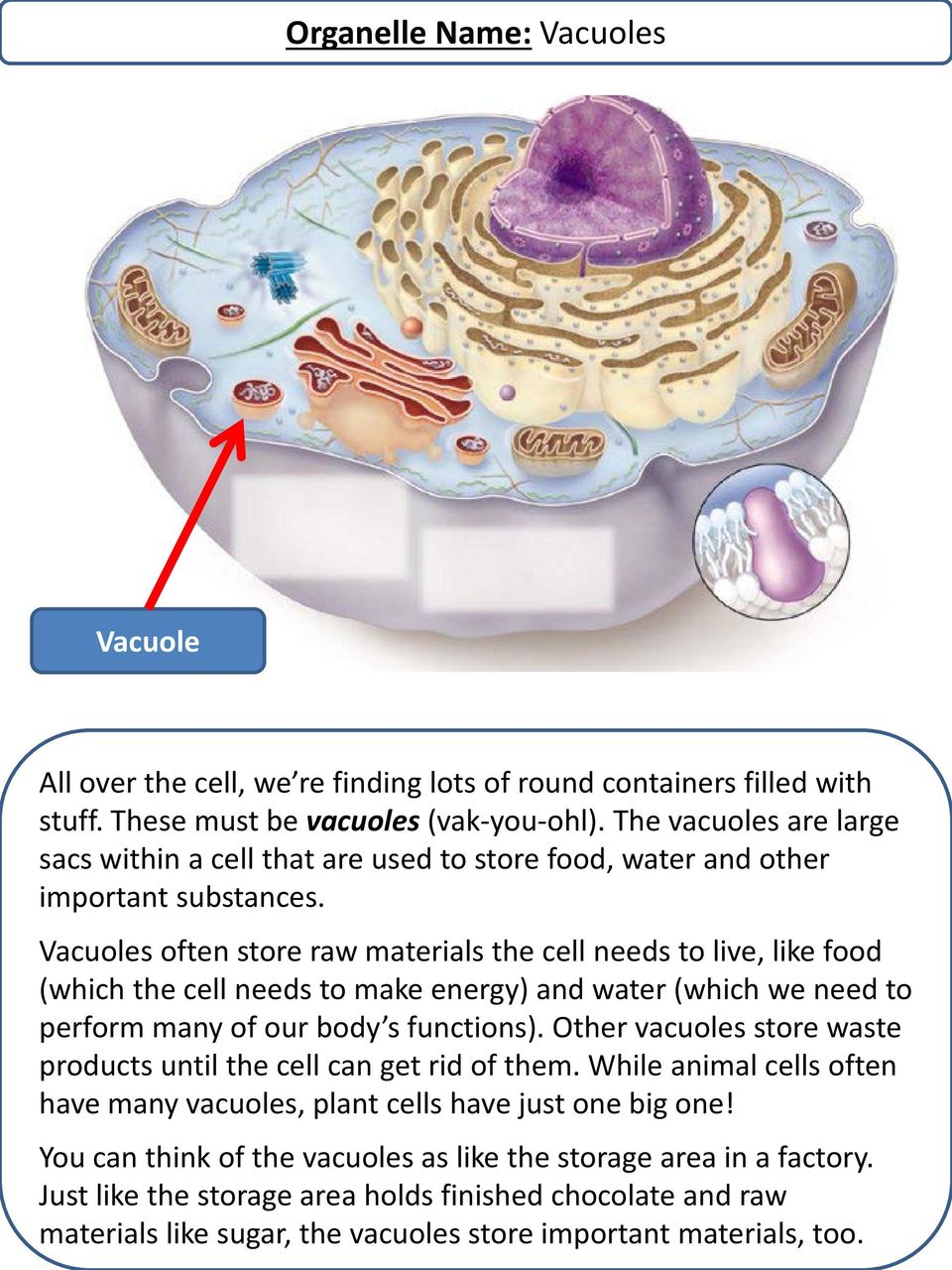 Vacuoles often store raw materials the cell needs to live, like food (which the cell needs to make energy) and water (which we need to perform many of our body s functions).