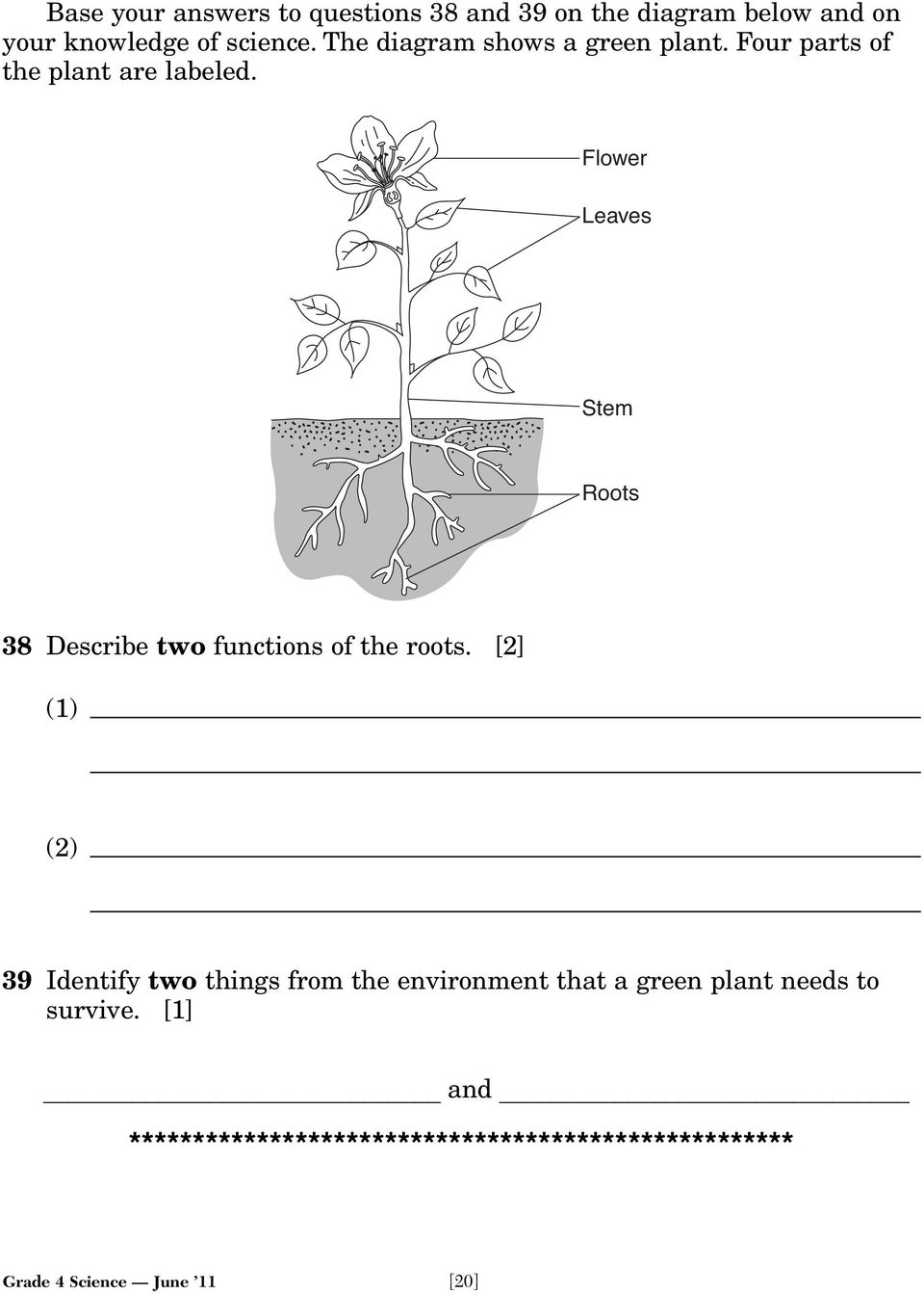 Flower Leaves Stem Roots 38 Describe two functions of the roots.