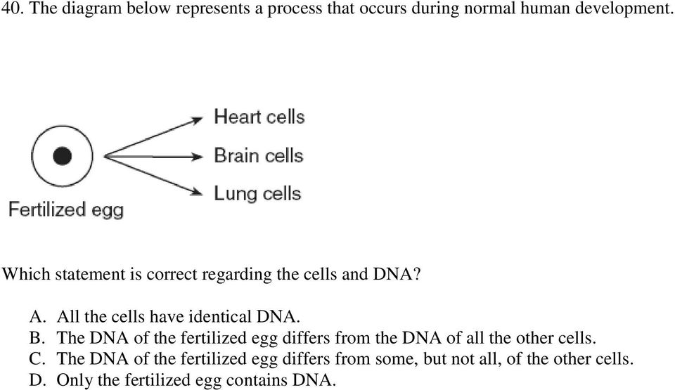 The DNA of the fertilized egg differs from the DNA of all the other cells. C.