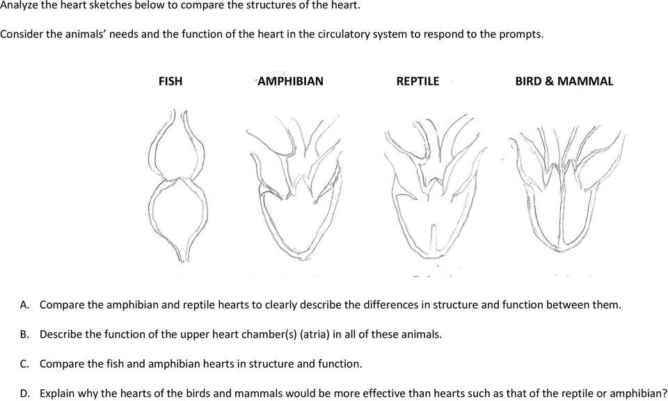 Compare the amphibian and reptile hearts to clearly describe the differences in structure and function between them. B.