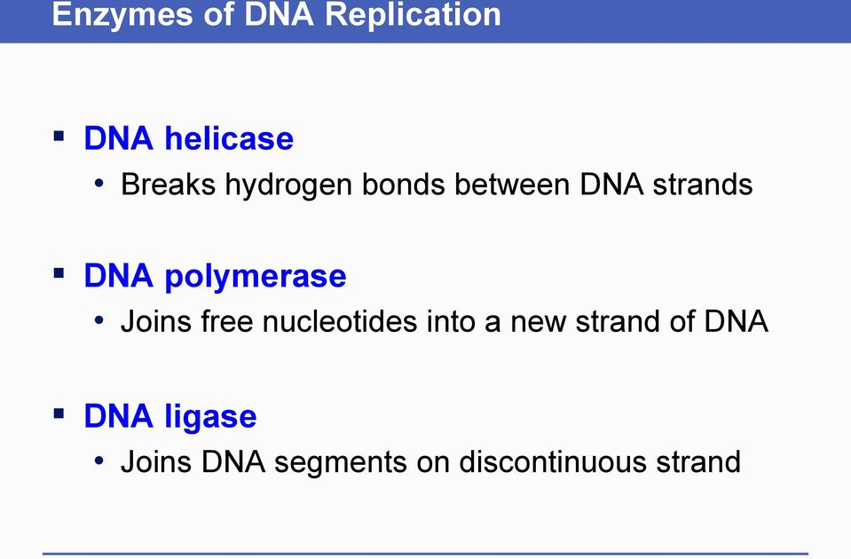 Joins free nucleotides into a new strand of DNA