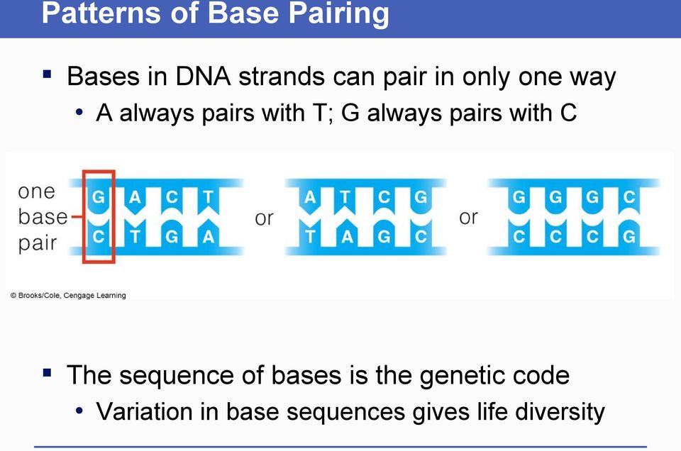 always pairs with C The sequence of bases is the