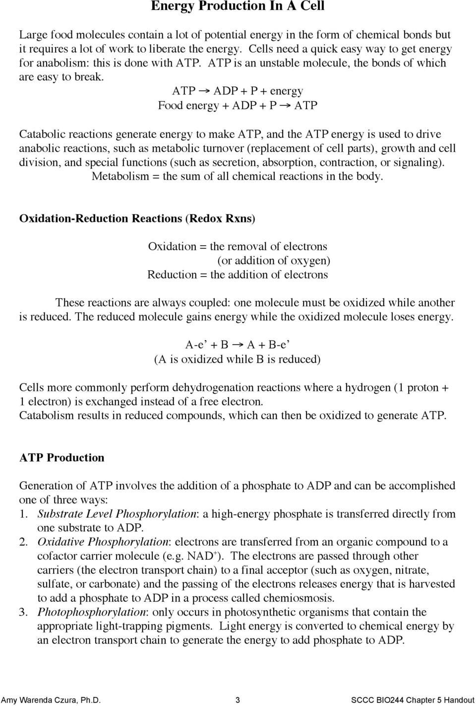 ATP ADP + P + energy Food energy + ADP + P ATP Catabolic reactions generate energy to make ATP, and the ATP energy is used to drive anabolic reactions, such as metabolic turnover (replacement of cell