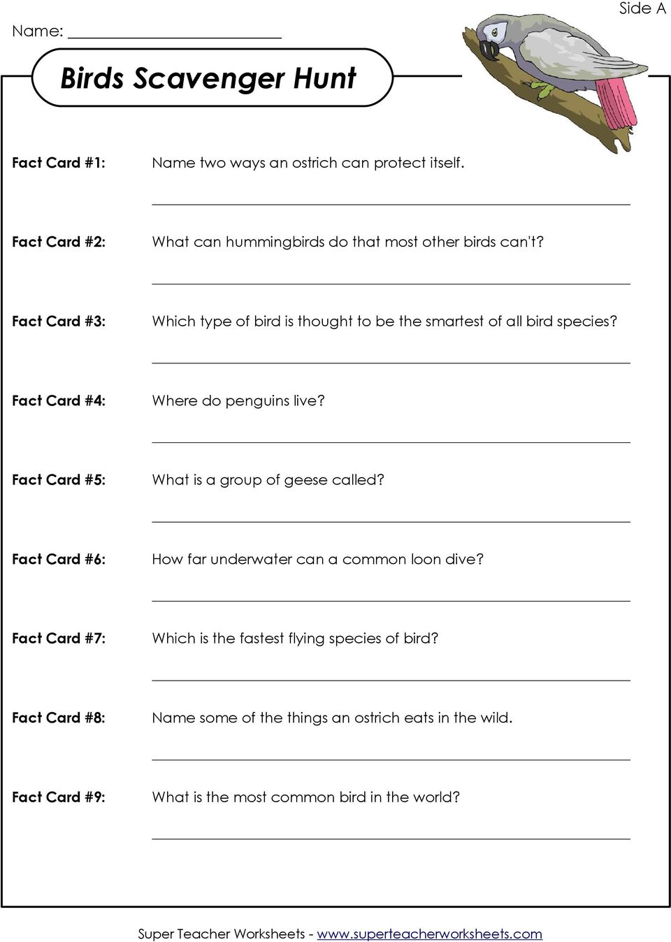 Fact Card #3: Which type of bird is thought to be the smartest of all bird species? Fact Card #4: Where do penguins live?
