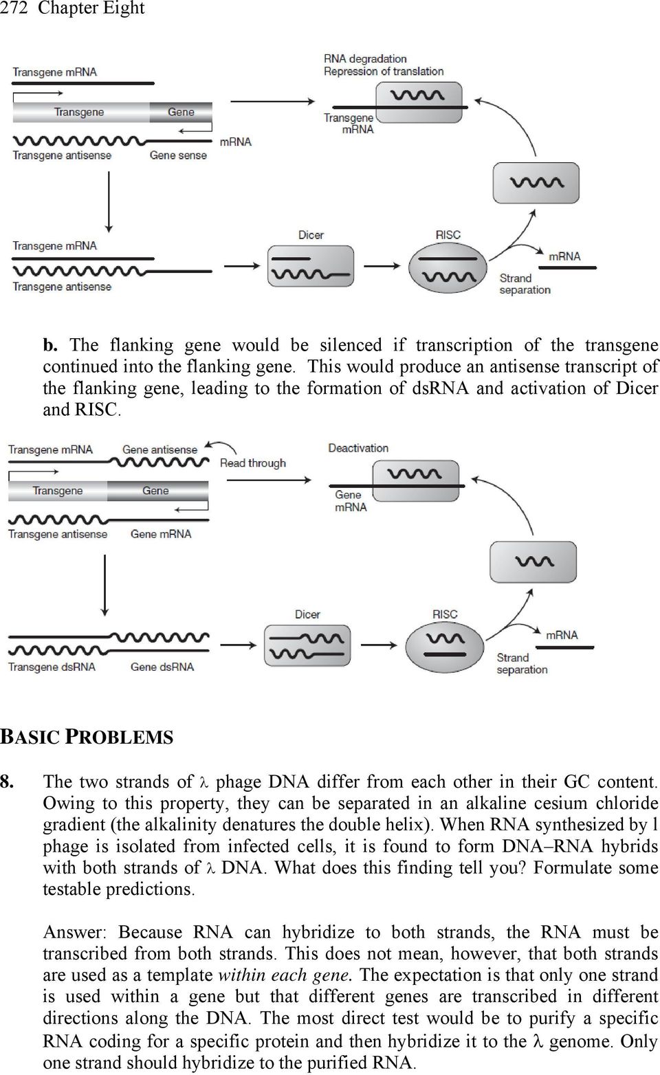 The two strands of phage DNA differ from each other in their GC content.