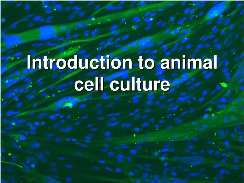 Introduction to animal cell culture - PDF Free Download