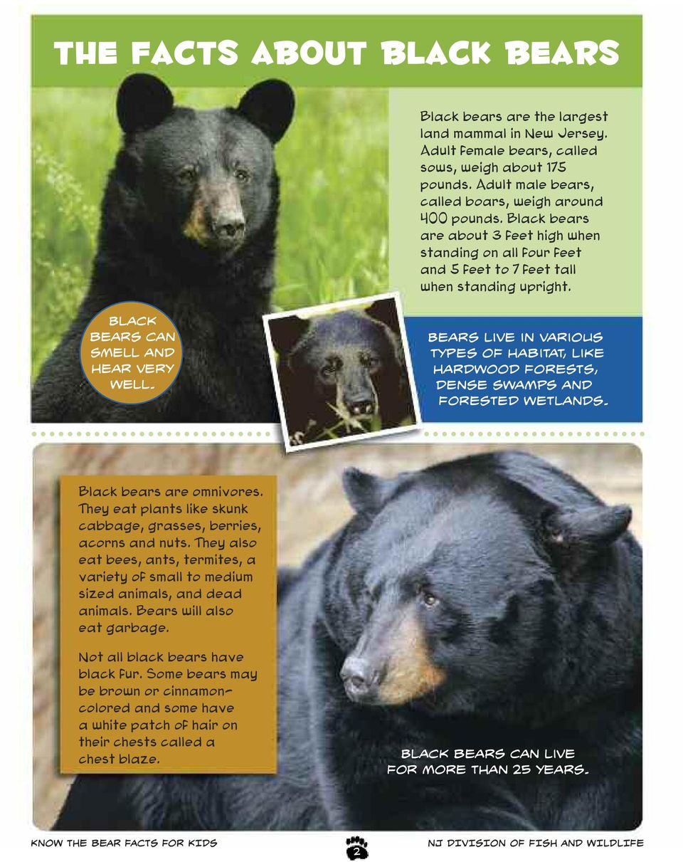 Bears live in various types of habitat, like hardwood forests, dense swamps and forested wetlands. Black bears are omnivores. They eat plants like skunk cabbage, grasses, berries, acorns and nuts.