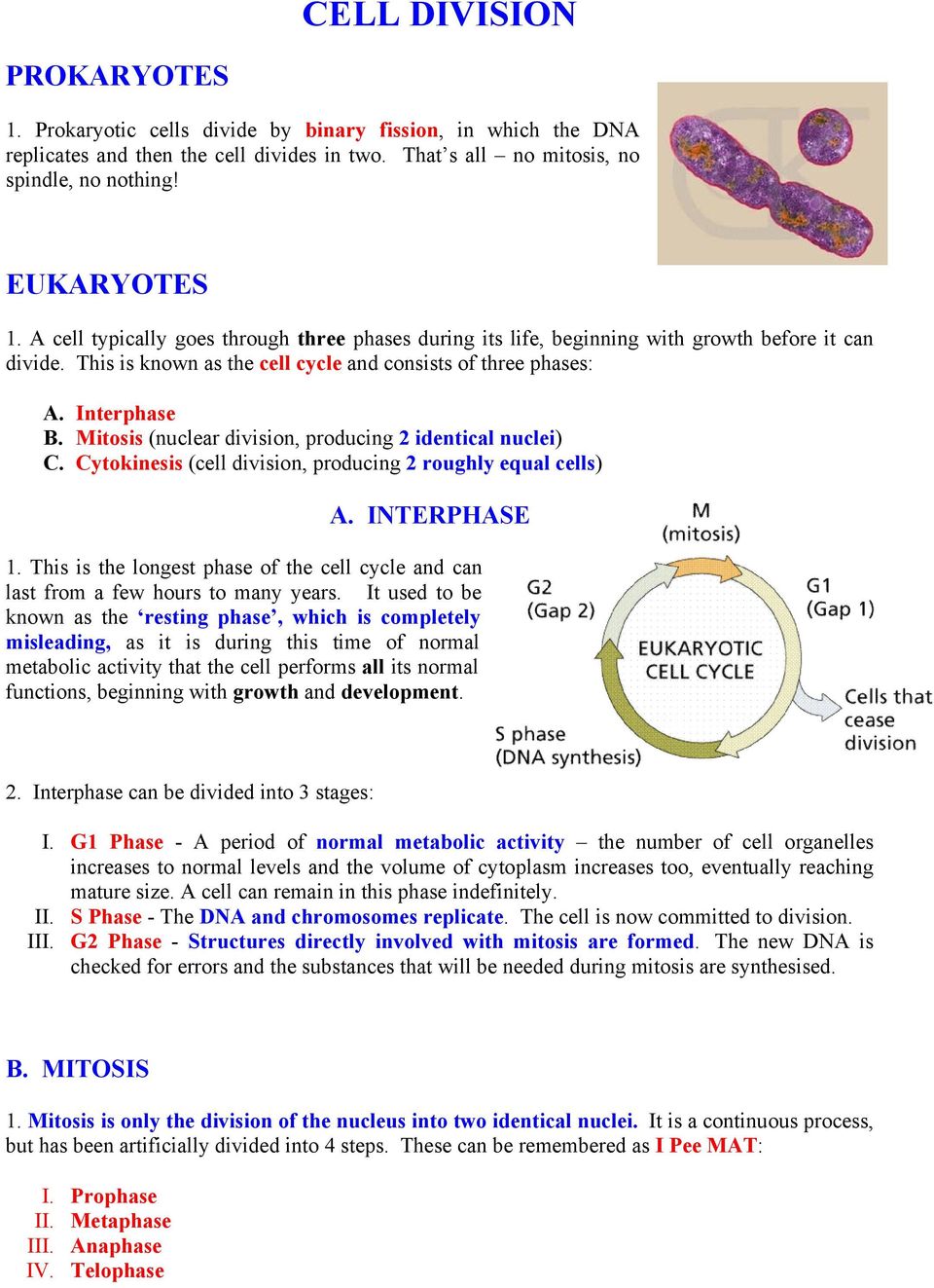 Interphase Mitosis (nuclear division, producing 2 identical nuclei) Cytokinesis (cell division, producing 2 roughly equal cells) A. INTERPHASE 1.