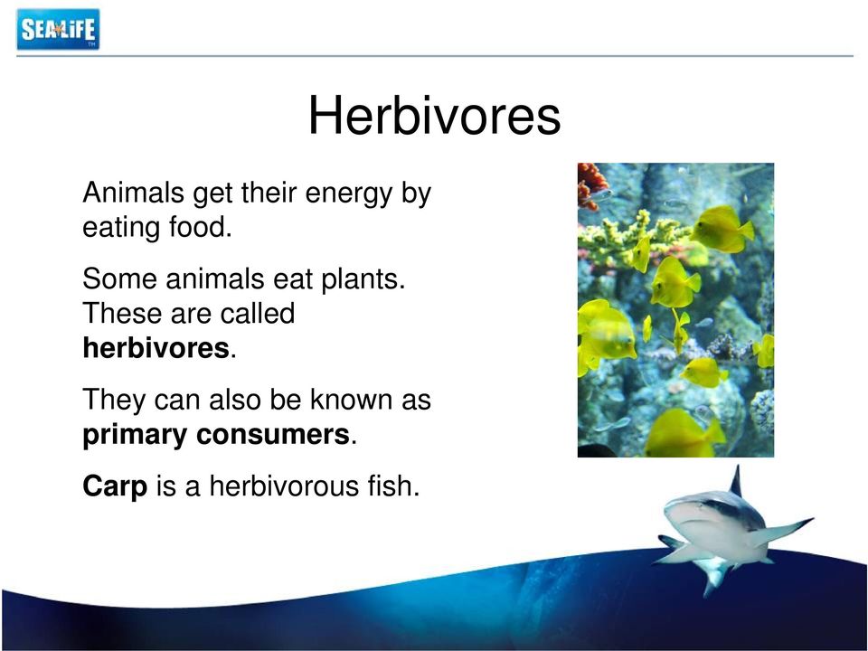 These are called herbivores.