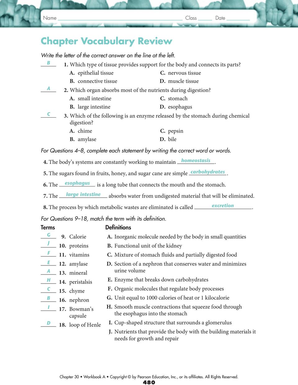 11.11 The Digestive System - PDF Free Download Intended For Digestive System Worksheet High School