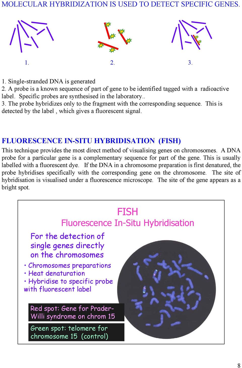 FLUORESCENCE IN-SITU HYBRIDISATION (FISH) This technique provides the most direct method of visualising genes on chromosomes.