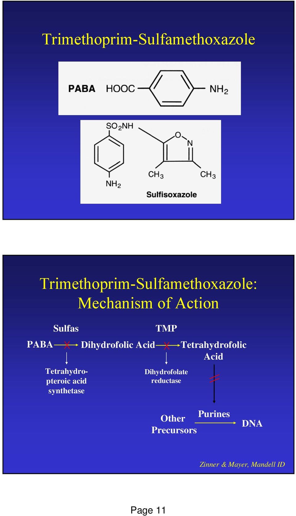 Tetrahydrofolic Acid Tetrahydropteroic acid synthetase