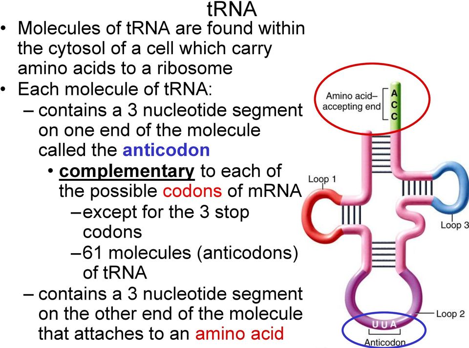 complementary to each of the possible codons of mrna except for the 3 stop codons 61 molecules
