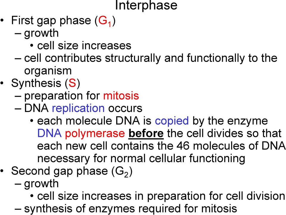 polymerase before the cell divides so that each new cell contains the 46 molecules of DNA necessary for normal cellular