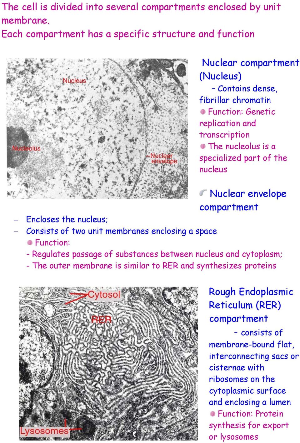 specialized part of the nucleus Nuclear envelope compartment Encloses the nucleus; Consists of two unit membranes enclosing a space Function: - Regulates passage of substances between