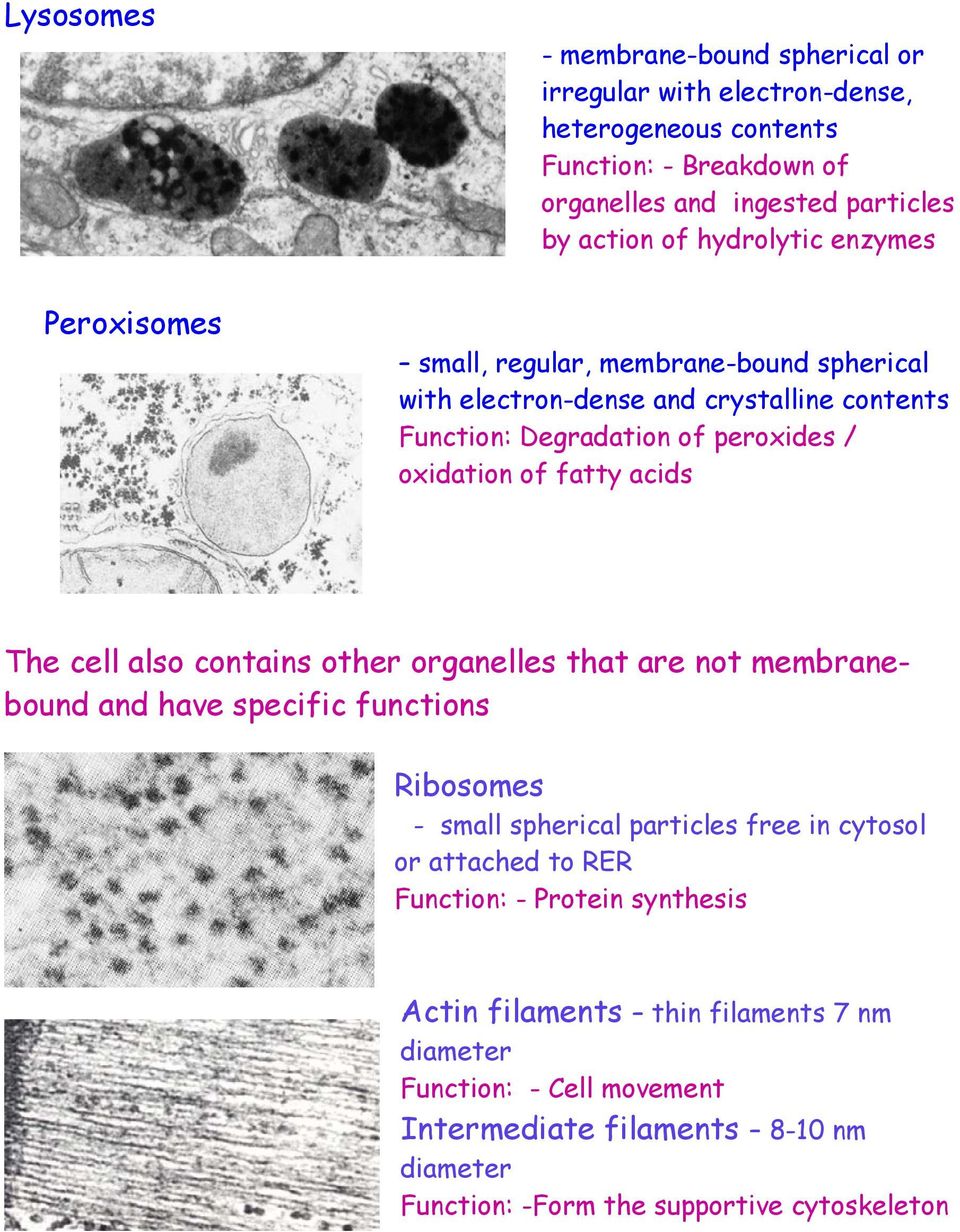 cell also contains other organelles that are not membranebound and have specific functions Ribosomes - small spherical particles free in cytosol or attached to RER Function: