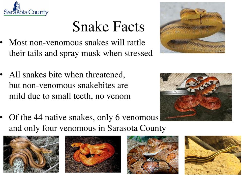 non-venomous snakebites are mild due to small teeth, no venom Of