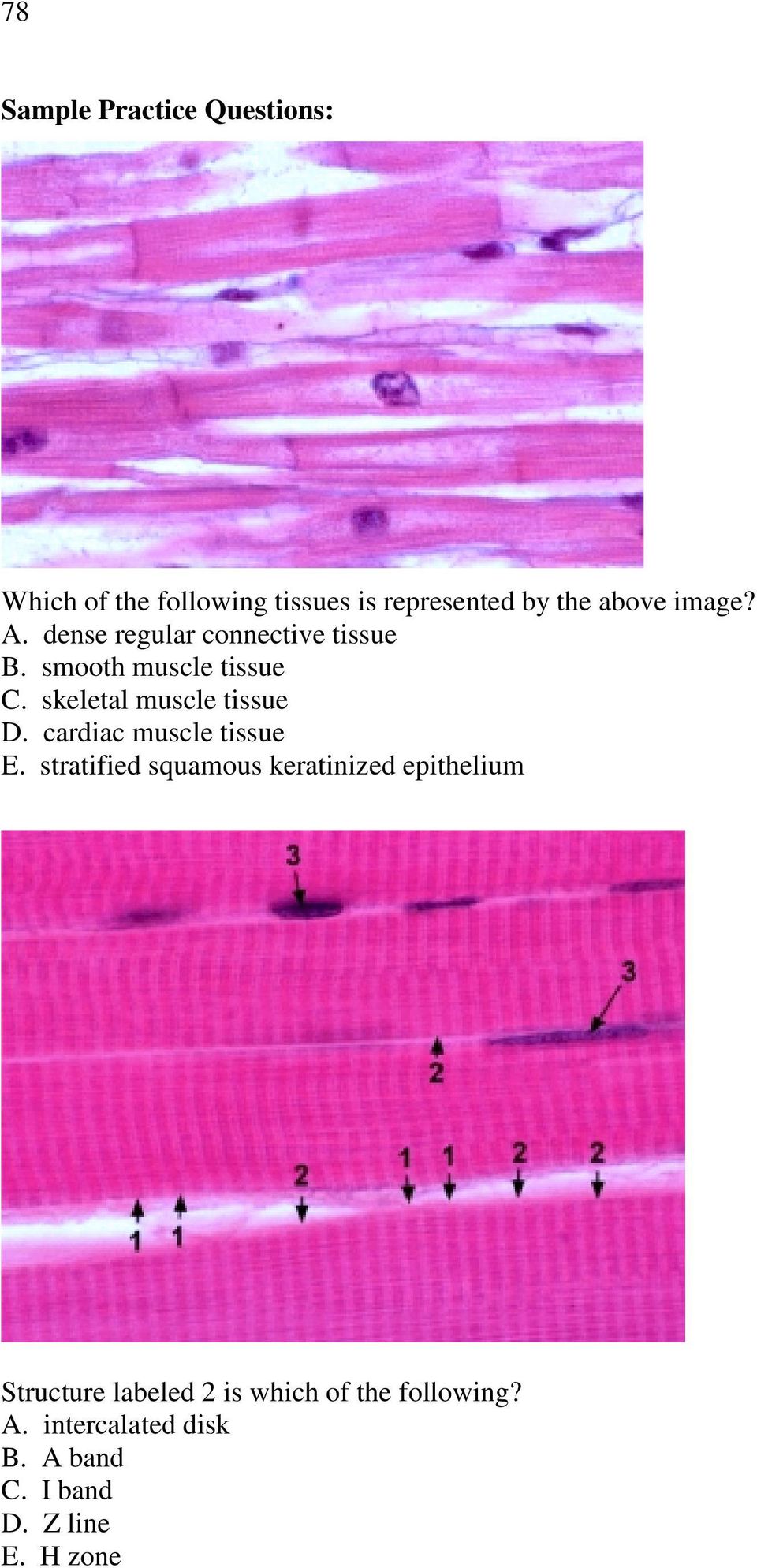Unit 4 Muscle Tissue Skeletal Cardiac Smooth Pdf Free Download