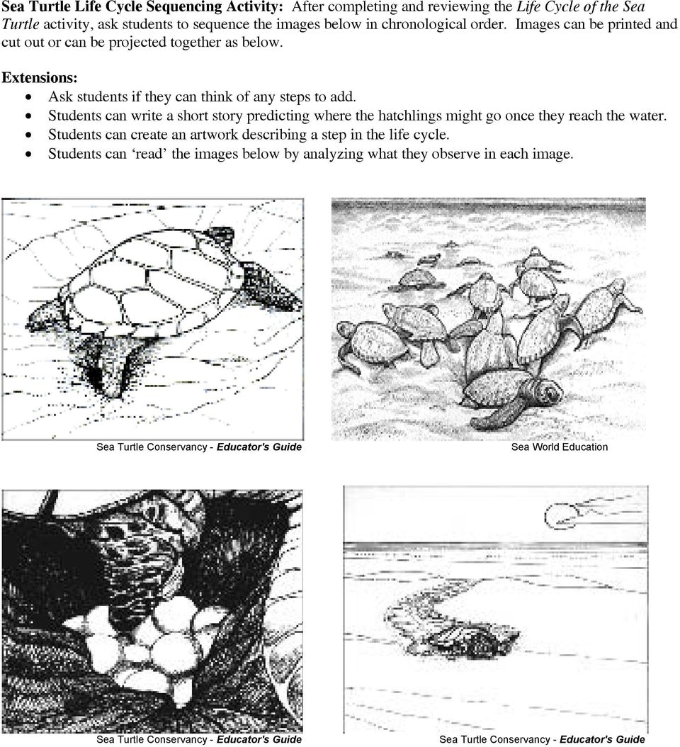Elementary School Sea Turtle Lesson Plan Developed by Cathy Payne ...