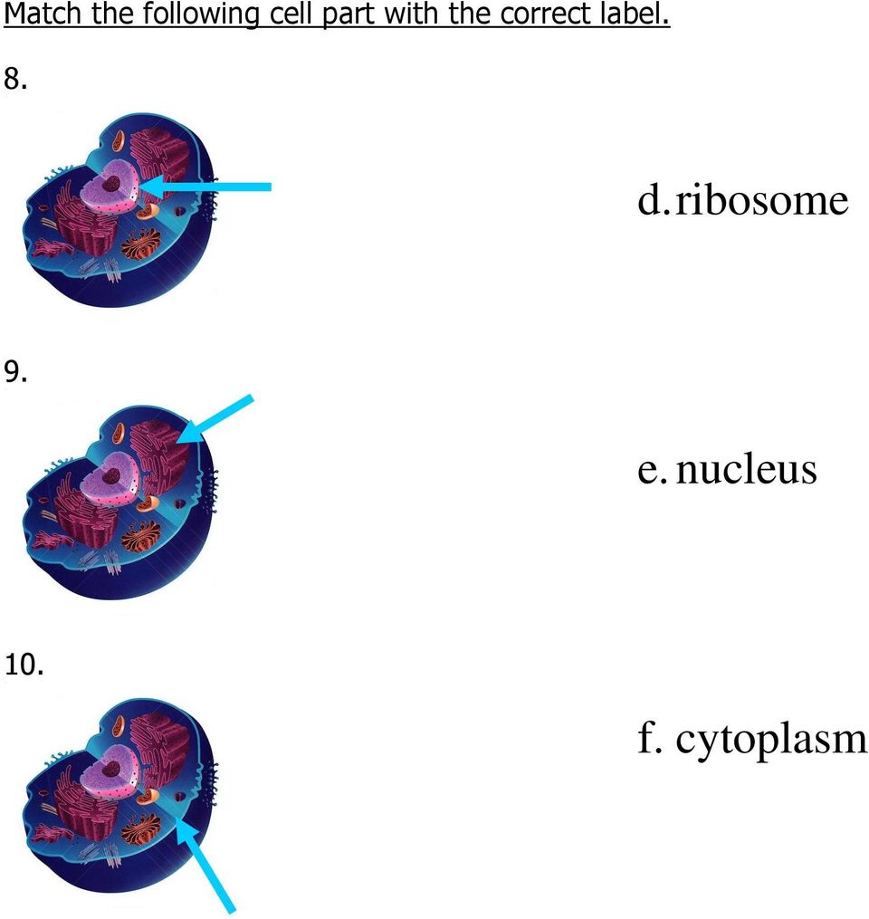 label. 8. d. ribosome 9.