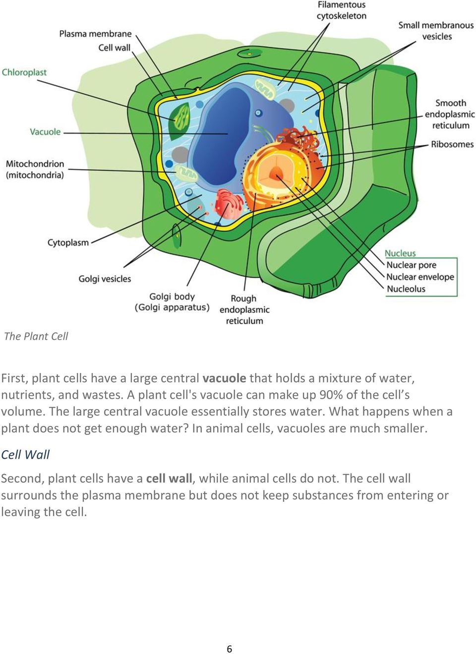 What happens when a plant does not get enough water? In animal cells, vacuoles are much smaller.