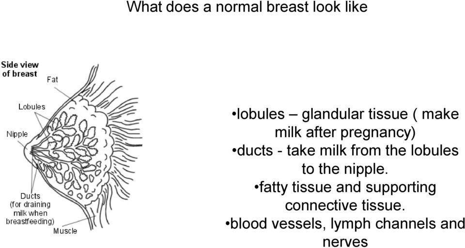 from the lobules to the nipple.