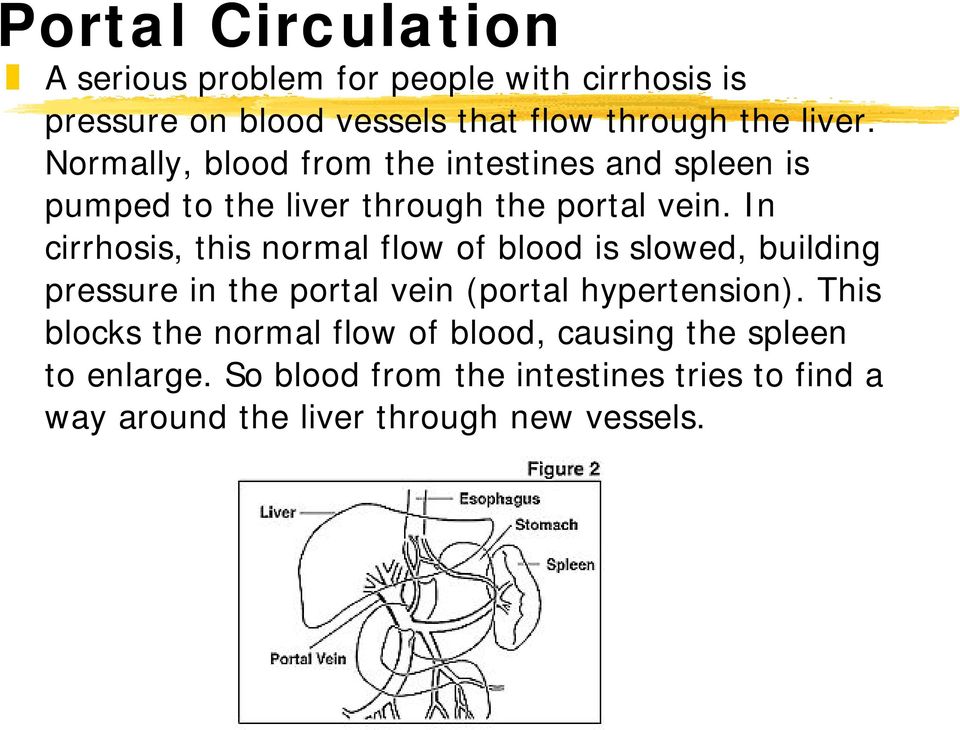 In cirrhosis, this normal flow of blood is slowed, building pressure in the portal vein (portal hypertension).