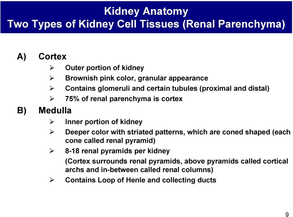 kidney Deeper color with striated patterns, which are coned shaped (each cone called renal pyramid) 8-18 renal pyramids per kidney