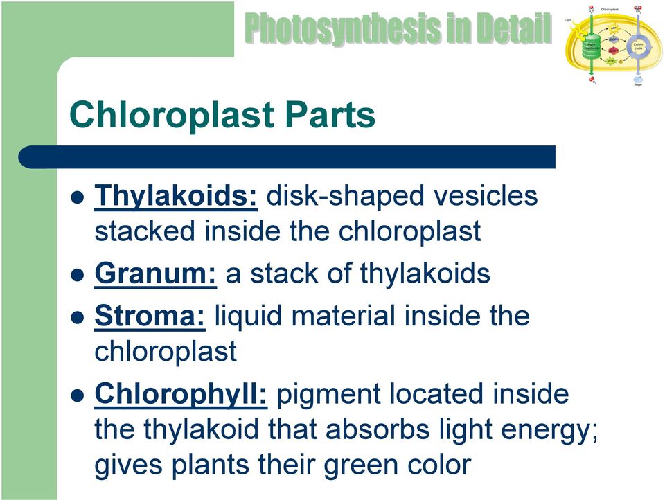material inside the chloroplast Chlorophyll: pigment located
