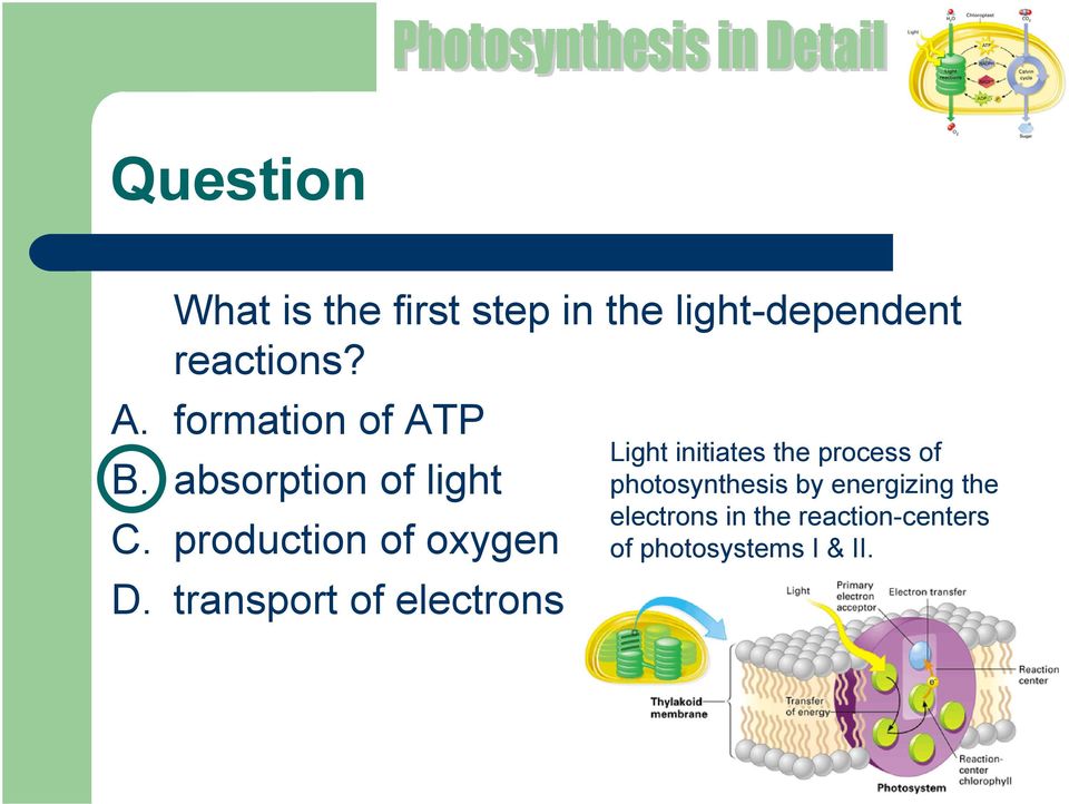 transport of electrons Light initiates the process of photosynthesis