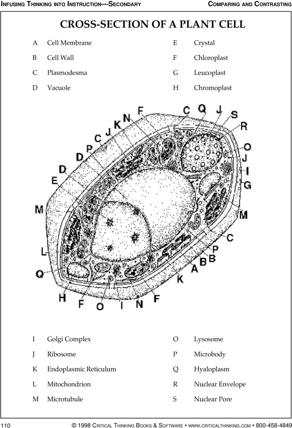Microbody K Endoplasmic Reticulum Q Hyaloplasm L Mitochondrion R Nuclear Envelope M