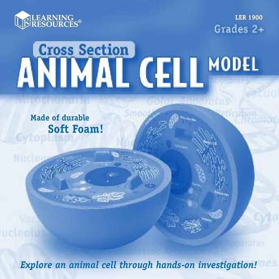 Explore an animal cell