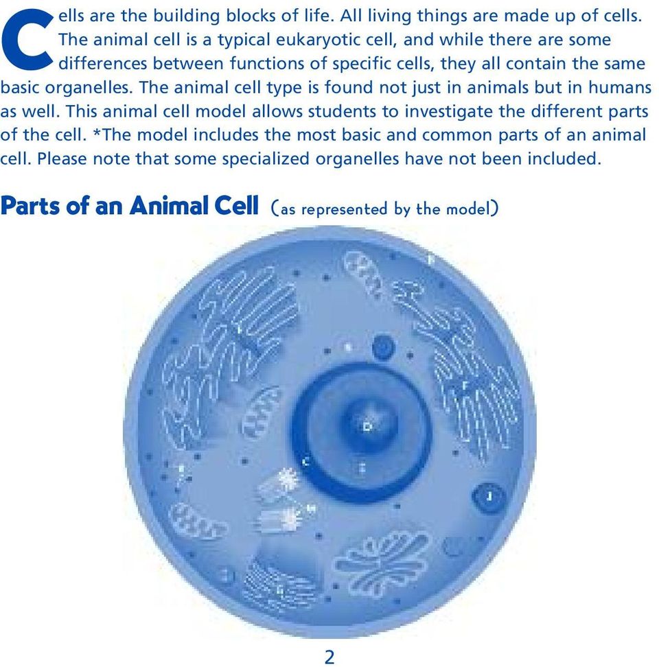 basic organelles. The animal cell type is found not just in animals but in humans as well.