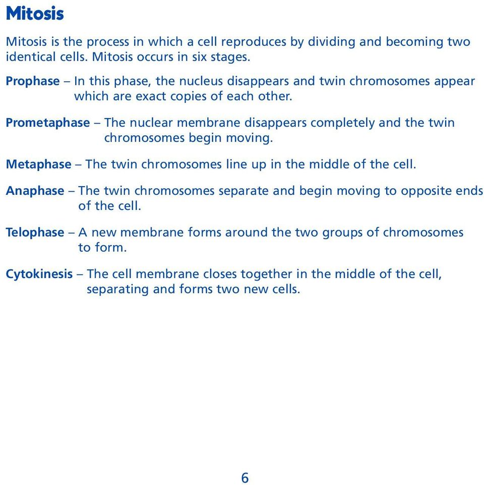 Prometaphase The nuclear membrane disappears completely and the twin chromosomes begin moving. Metaphase The twin chromosomes line up in the middle of the cell.