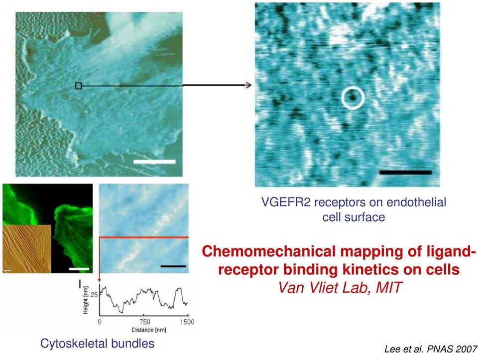 ligandreceptor binding kinetics on cells