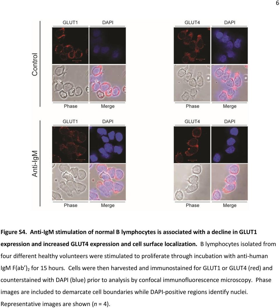 B lymphocytes isolated from four different healthy volunteers were stimulated to proliferate through incubation with anti human IgM F(ab ) 2 for 15 hours.