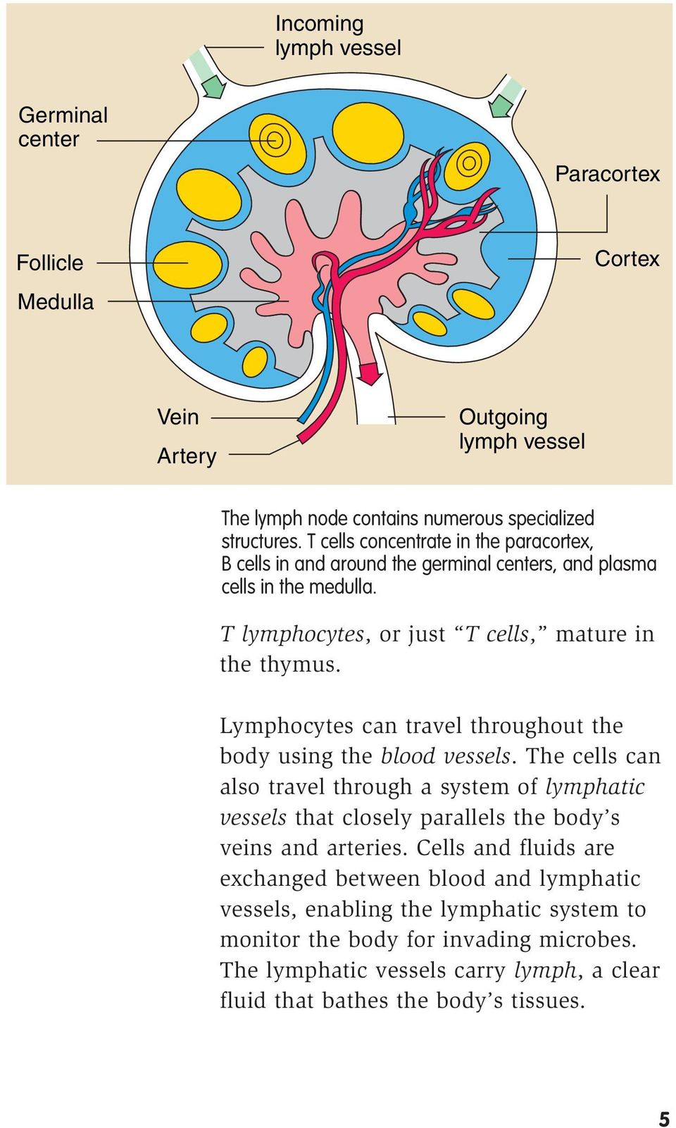 Lymphocytes can travel throughout the body using the blood vessels. The cells can also travel through a system of lymphatic vessels that closely parallels the body s veins and arteries.