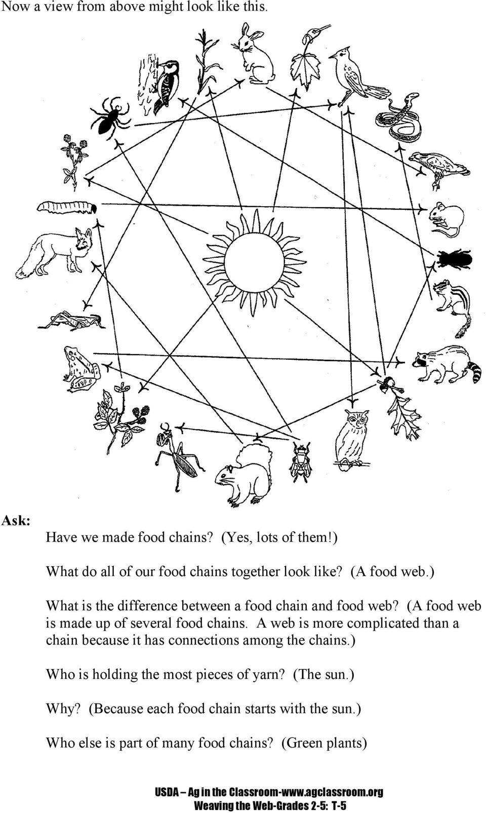 (A food web is made up of several food chains. A web is more complicated than a chain because it has connections among the chains.