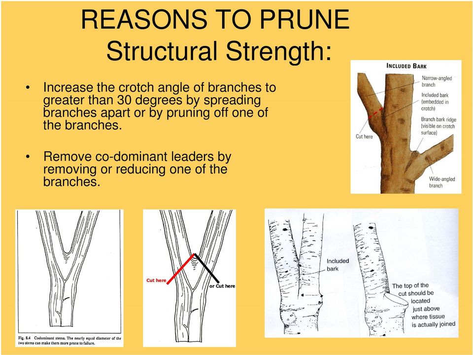 apart or by pruning off one of the branches.