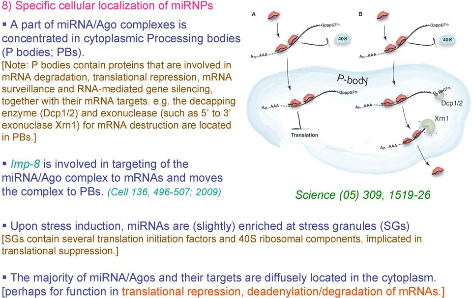 ] Imp-8 is involved in targeting of the mirna/ago complex to mrnas and moves the complex to PBs.