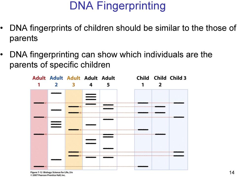 parents DNA fingerprinting can show which