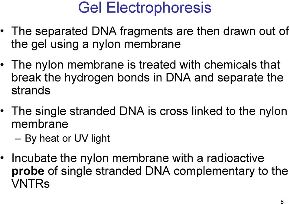 separate the strands The single stranded DNA is cross linked to the nylon membrane By heat or UV