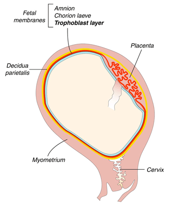 development of fetal membranes