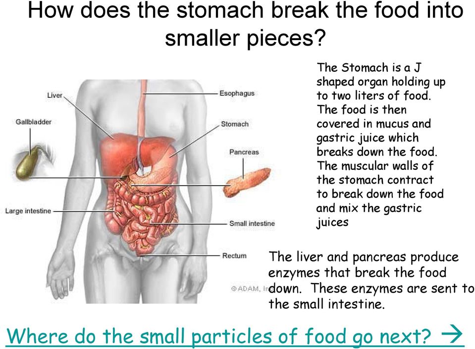 The food is then covered in mucus and gastric juice which breaks down the food.
